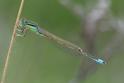 Ischnura pumilio (Scarce Blue-tailed Damselfly) male 9.JPG